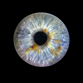 Iris-Bild von bildkreis FOTOGRAFIE